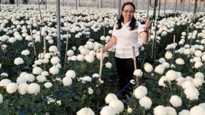 Bà chủ cơ ngơi mấy chục tỷ đồng ở Lâm Đồng tiết ʟộ bí quyết chăm hoa cúc nở to như cái bát tô
