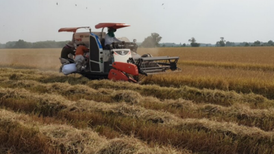 Tây Ninh: Giá lúa tăng cao, nông dân ʙáɴ 1 công lãi 4,5 triệu
