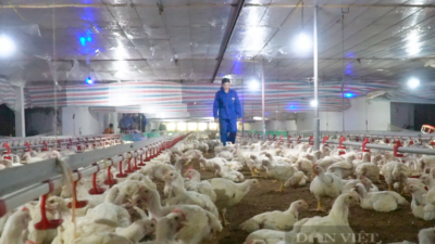 Bỏ việc về nuôi gà, chăn lợn thu tiền tỷ, một y tá người Vĩnh Phúc là Nông dân Việt Nam xuất sắc 2022