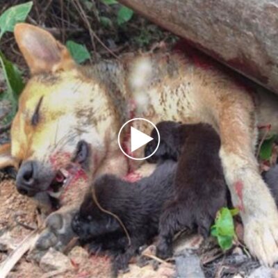 Heroic Mother Dog Saves Her Helpless Cubs Trapped Under a Falling Tree