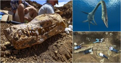 Ancient Secrets Revealed: Unearthing the ‘Rosetta Stone’ Dinosaur Skeleton from Australia’s Prehistoric Inland Sea