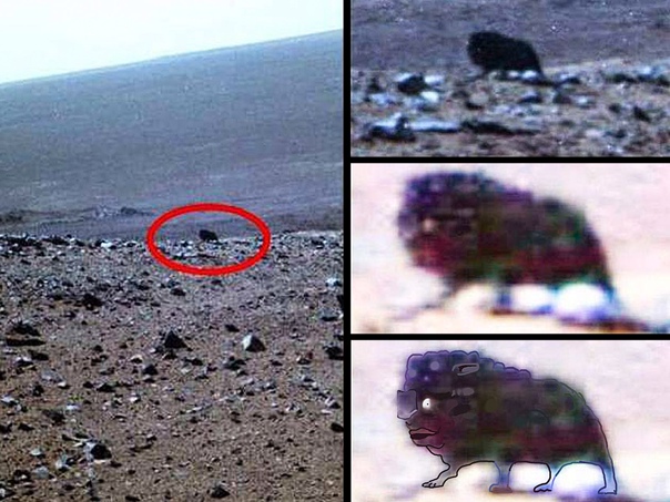 A walking creature has been sighted on Mars by NASA’s rover