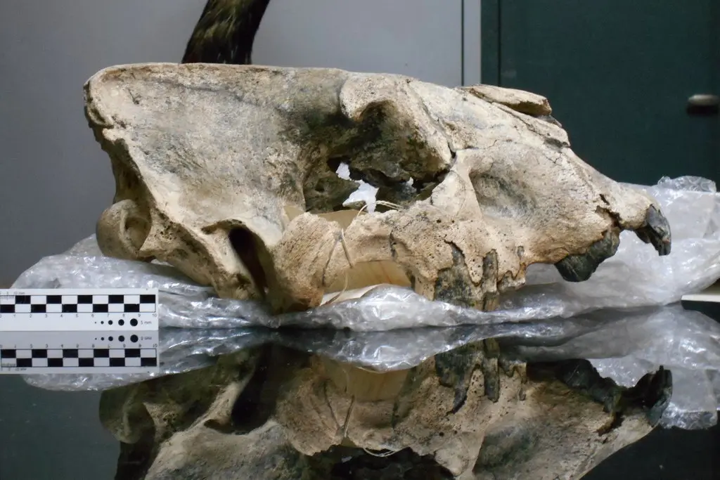 In Uruguay, scientists were astonished by the finding of a gigantic skull belonging to a saber-toothed tiger