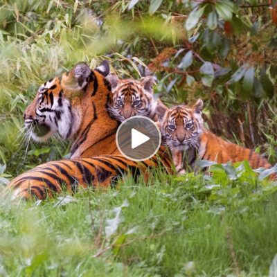 At ZSL London Zoo, a video captures the adorable trio of tiger cubs under the care of a Zookeeper