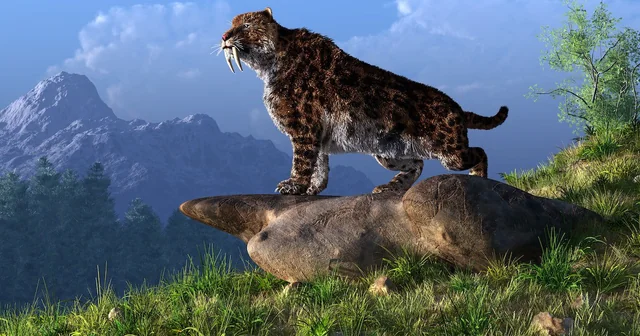 In Uruguay, scientists were astonished by the finding of a gigantic skull belonging to a saber-toothed tiger