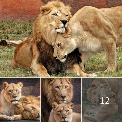 The lion couple, both sick, were euthanized together to ensure that neither of them would be alone