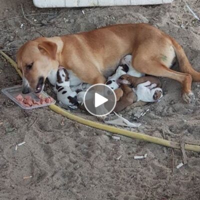 The mother dog was starving and anxious since she didn’t have enough milk to feed her eight puppies who had been abandoned on the sweltering street