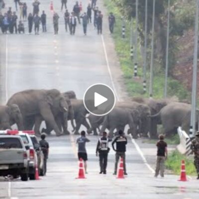 Traffic in Thailand comes to a halt as adorable elephants cross the road