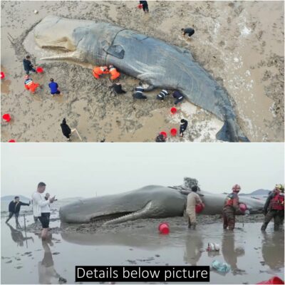 20-Hour-Long Rescue Mission Saves Life Of Stranded Whale Weighing 10 Tons