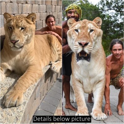 Giant 319kg ‘sabre-tooth’ lion-tiger crossbreed dubbed ‘world’s biggest cat’ bred in US