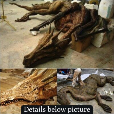 Archaeological Marvel: Astonishing Dragon Fossil Unearthed in China Leaves Experts Astonished
