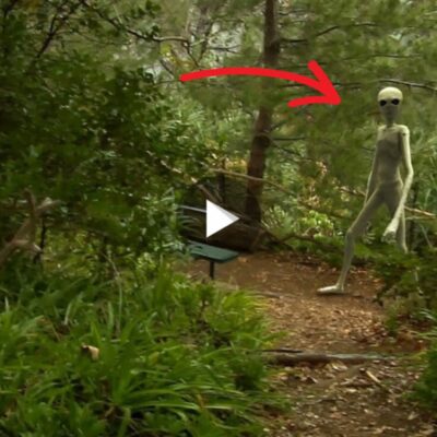 An extraordinary discovery in the forest: Revealing a hidden 3-meter-tall gray alien amidst the trees