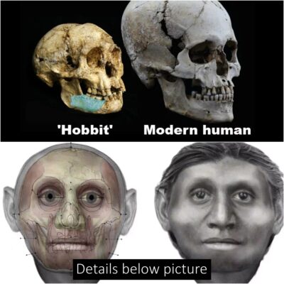 Scientists discover remains of Hobbit human that stood only 3ft high and lived 700,000 years ago in Indonesia