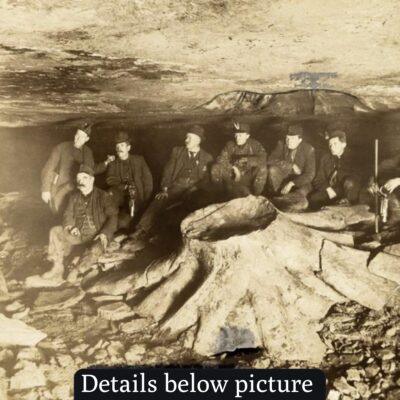 In 1918, coal miners were astonished to uncover a petrified tree stump entombed within a coal seam