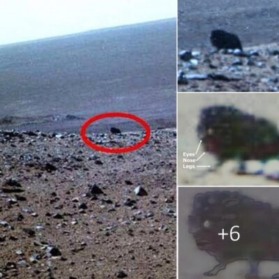 NASA’s Rover Spots Walking Creature on Mars