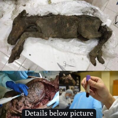 Scientists Extracted Liquid Blood From 42,000-Year-Old Foal Found in Siberian Permafrost