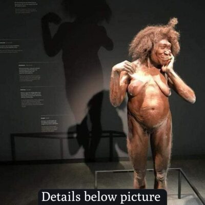 The Contemporary Reconstruction of a Homo Erectus Female from Approximately 200,000 Years Ago