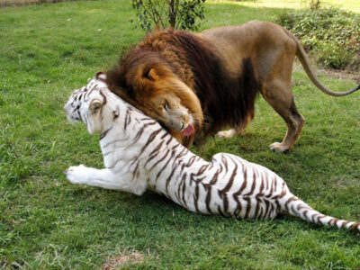 A White Tiger and a Lion Fall in Love, Escaping the Zoo Hand in Hand