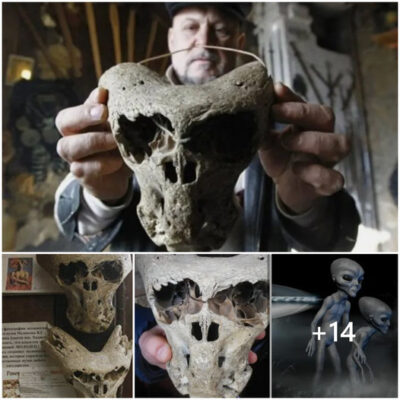 Discovered A Chest Containing Two Skulls Believed To Be Of Extraterrestrial Origin In Northern Siberia