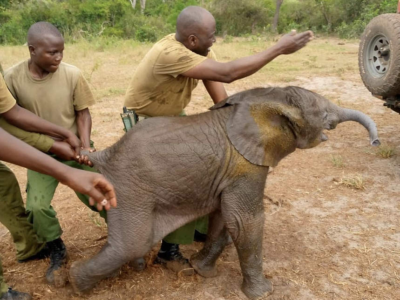 Baby Elephant Rescued and Reunited with Family: A Miracle in Arabuko-Sokoke Forest