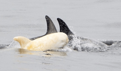 It’s hard to believe that a RARE Albino Dolphin has been spotted