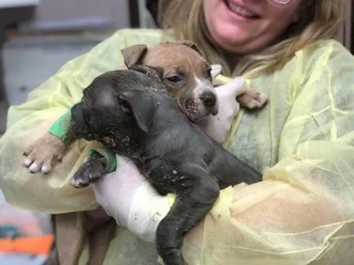 Everyone’s hearts are filled with warmth by the kind-hearted lady who rescued two helpless, three-week-old abandoned puppies