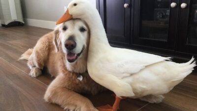 Inseparable Besties: The Unbreakable Friendship Between Barclay the Golden Retriever and a Duck