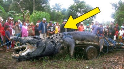 The residents of Potong Kepala were astounded by the enormous 5 meter long crocodile